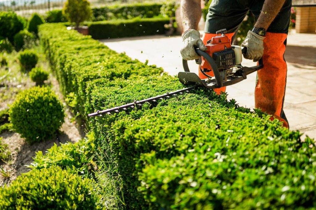 Man Using A Hedge Trimmer